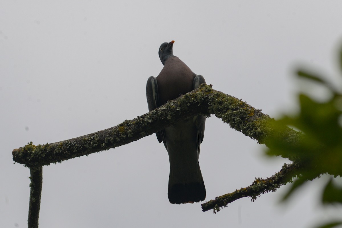 Common Wood-Pigeon - ML620850375