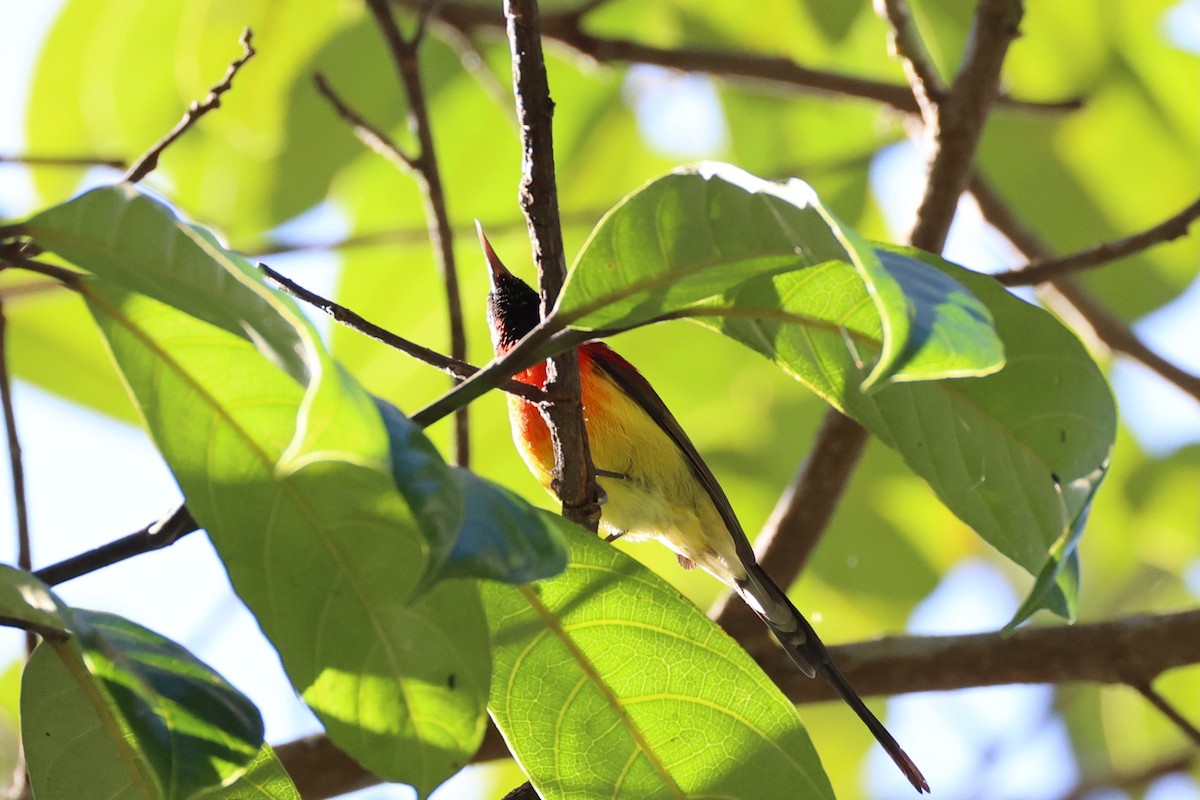 Mrs. Gould's Sunbird - ML620850394