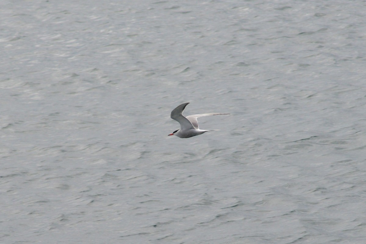 Common Tern - ML620850399