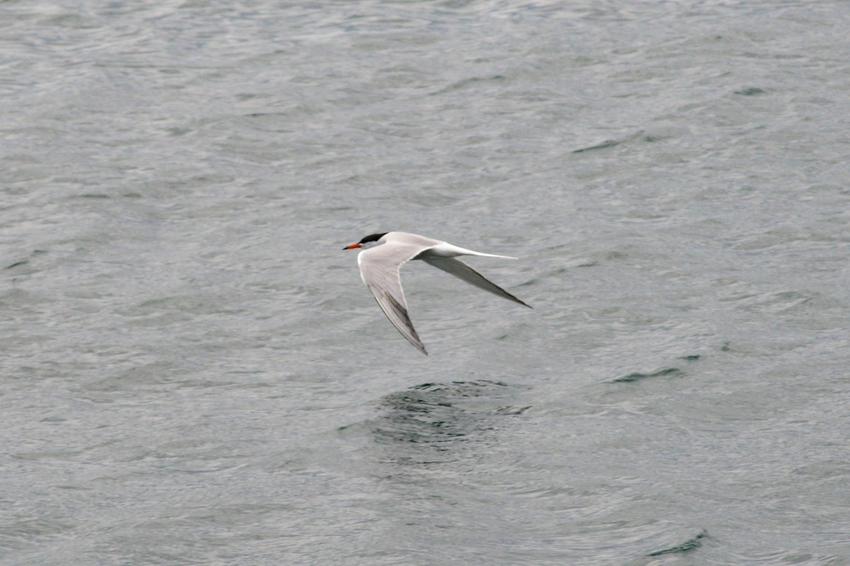 Common Tern - ML620850400
