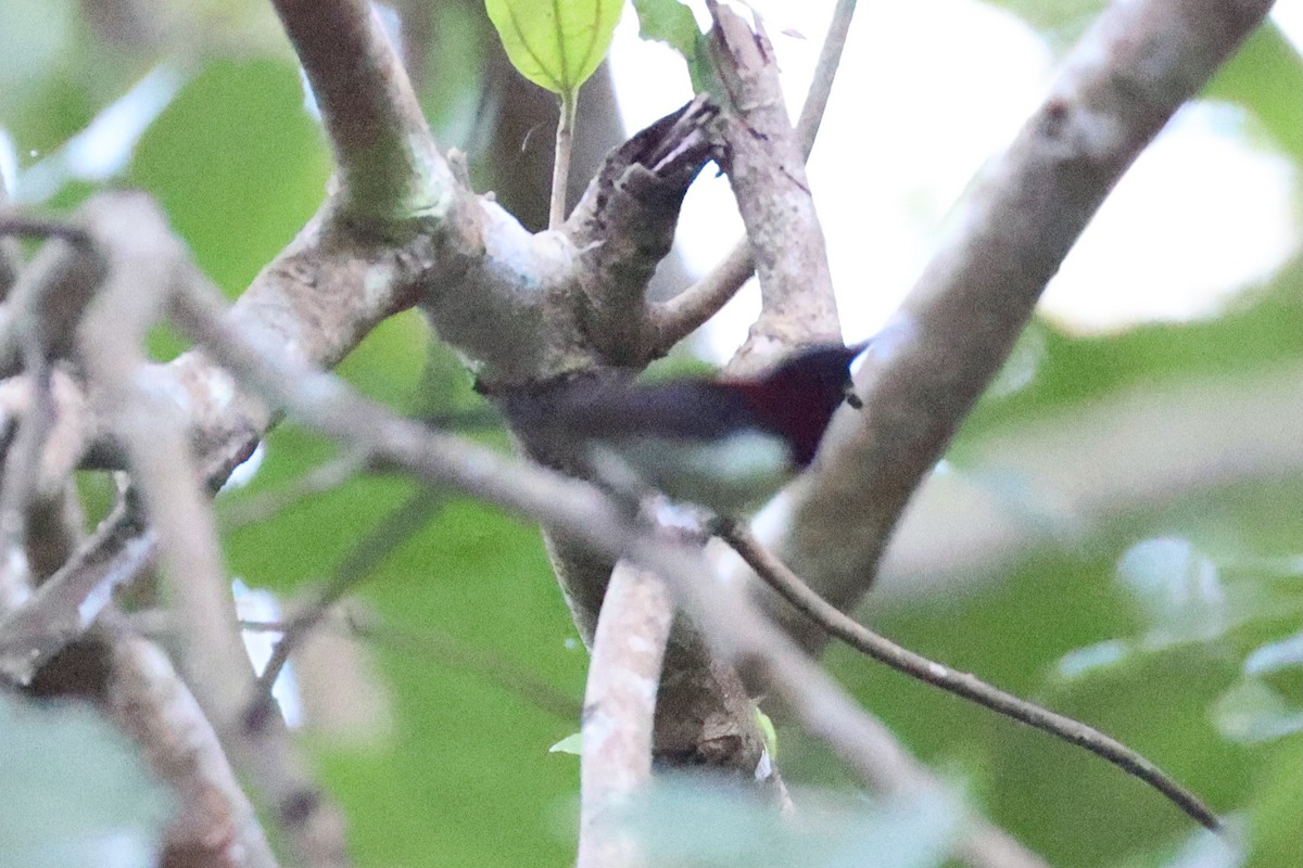 Black-throated Sunbird - Andrew William