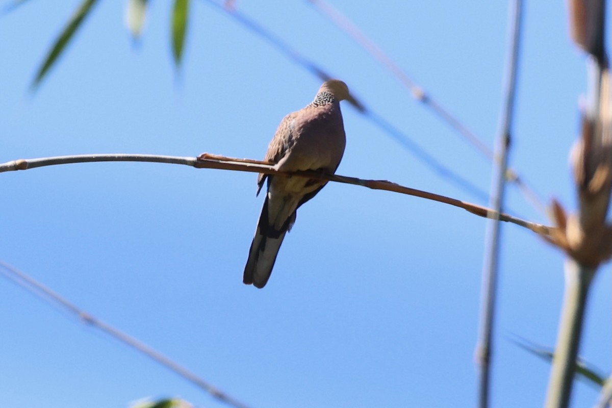 Spotted Dove - ML620850412