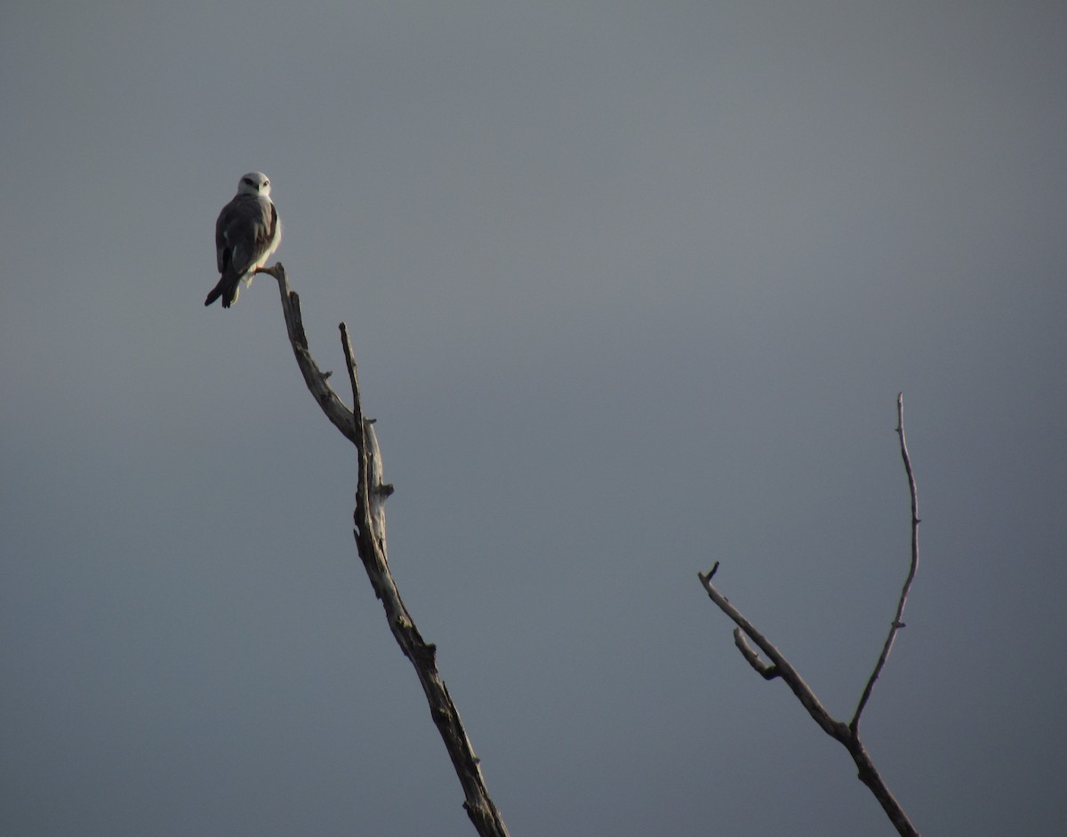 Black-winged Kite - ML620850413