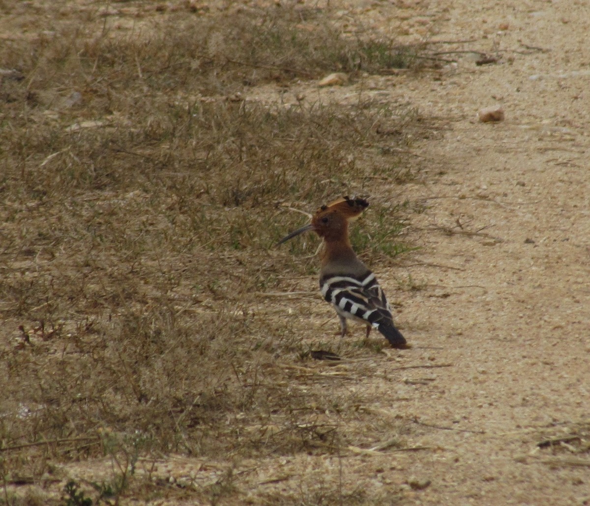 Common Hoopoe - ML620850417