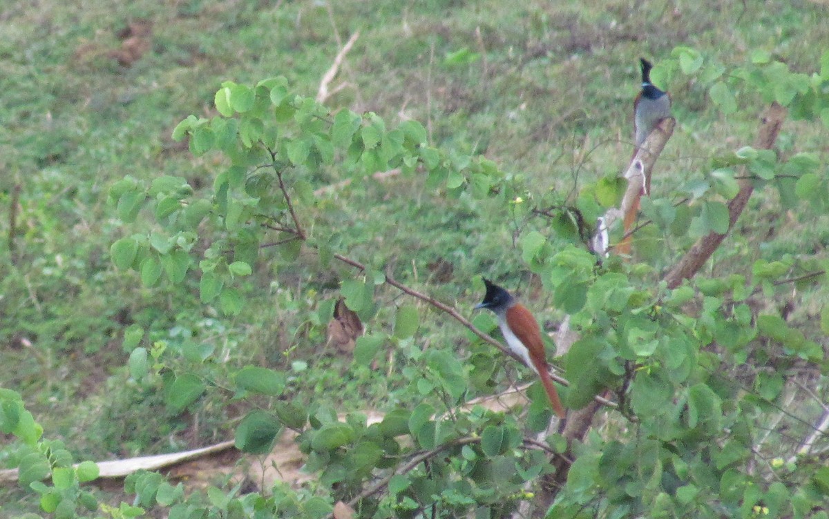 Indian Paradise-Flycatcher - ML620850424