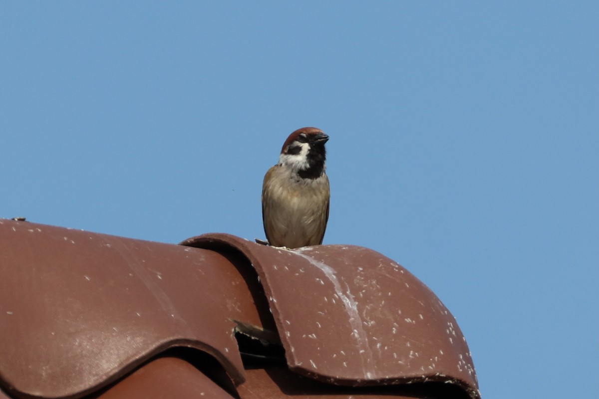 Eurasian Tree Sparrow - ML620850431