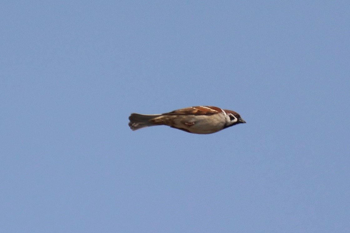 Eurasian Tree Sparrow - ML620850433