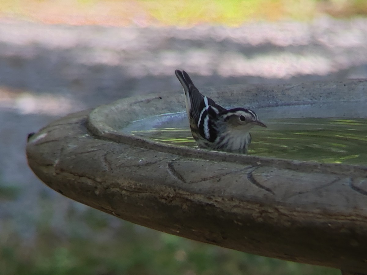 Black-and-white Warbler - ML620850435