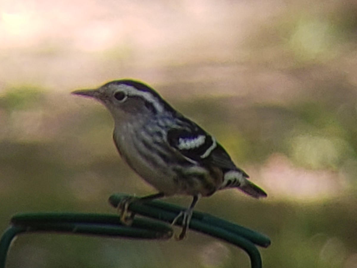 Black-and-white Warbler - ML620850436