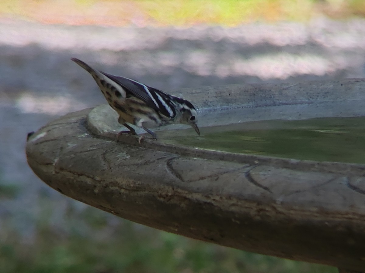 Black-and-white Warbler - ML620850437