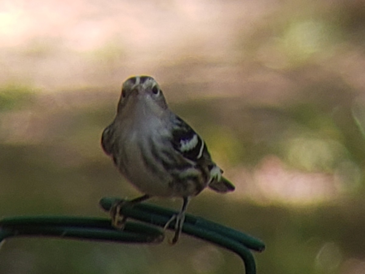 Black-and-white Warbler - ML620850438