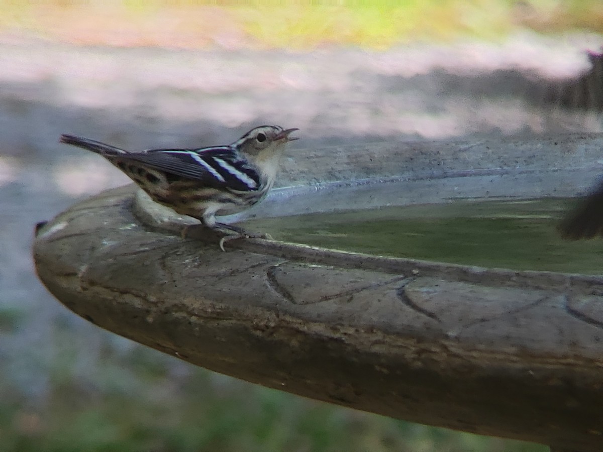 Black-and-white Warbler - ML620850439