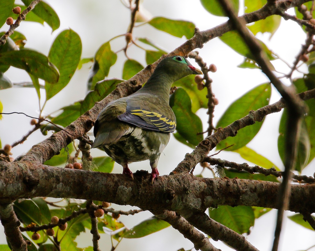 Thick-billed Green-Pigeon - ML620850447