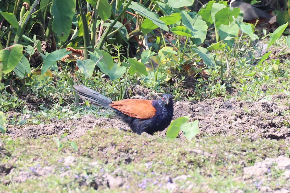 Greater Coucal - ML620850458