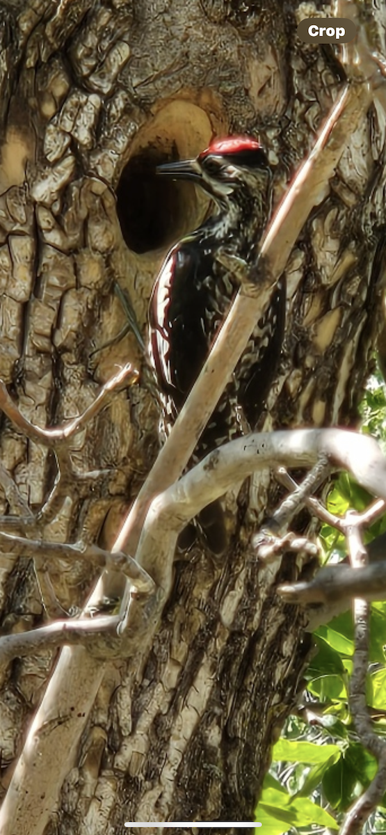 datel rudohrdlý - ML620850514