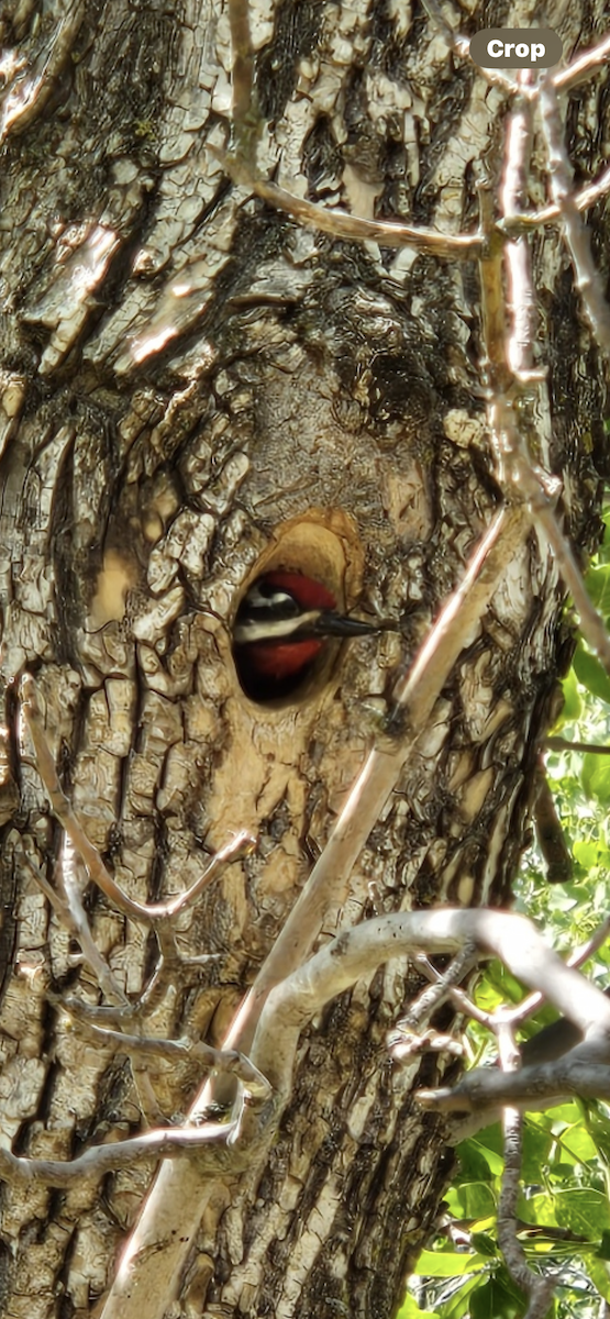 datel rudohrdlý - ML620850515