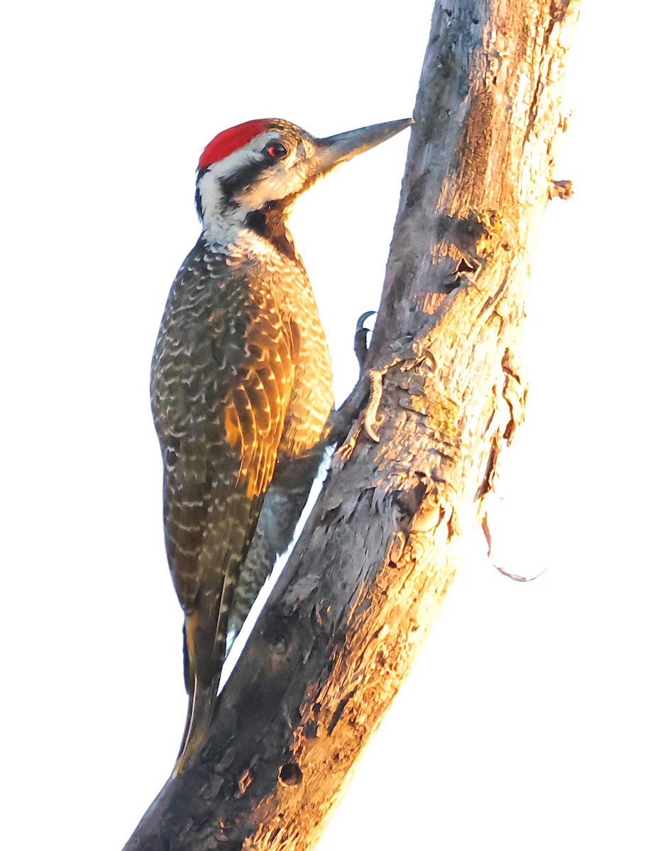 Bearded Woodpecker - ML620850524