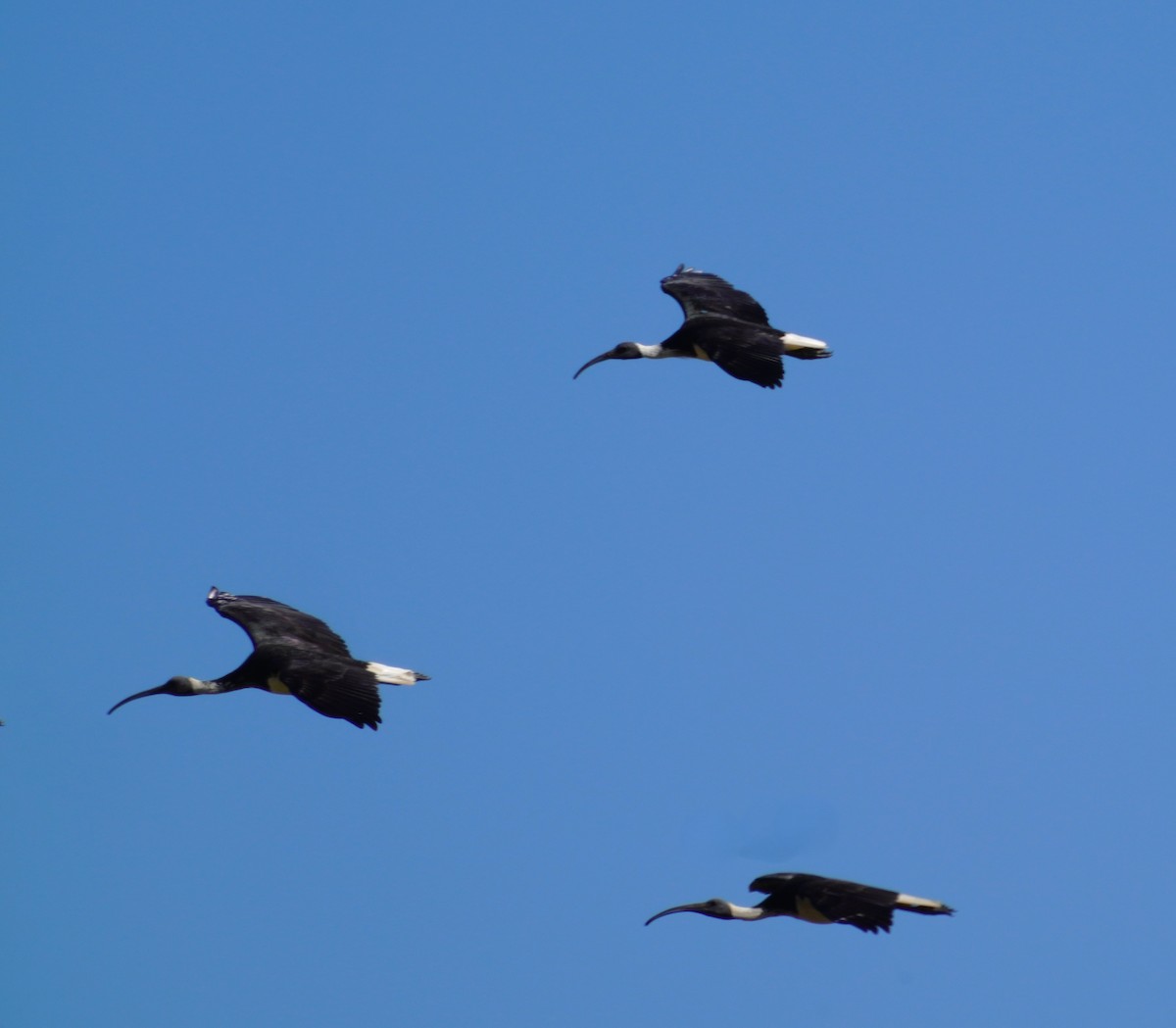 ibis slámokrký - ML620850537