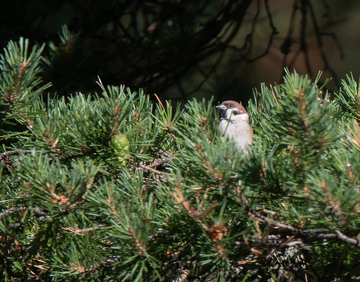 Eurasian Tree Sparrow - ML620850569