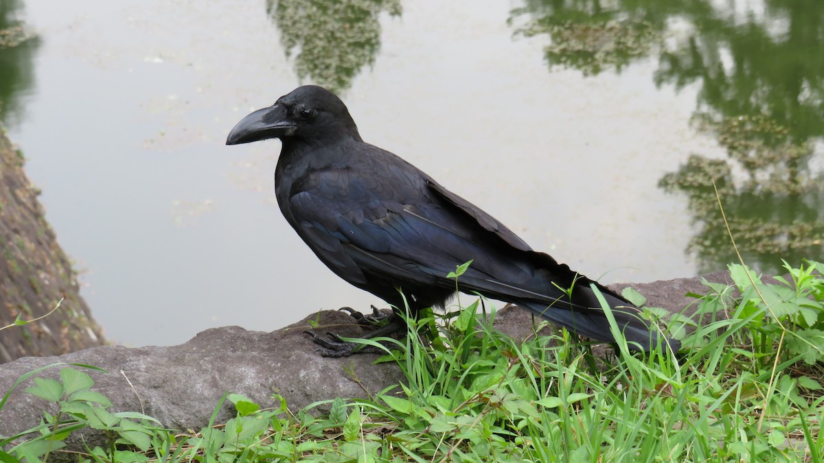 Large-billed Crow - Jason Crotty