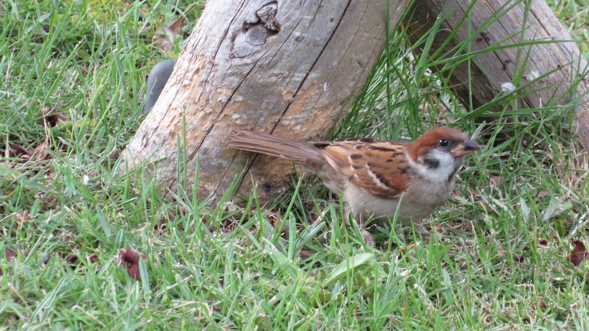 Eurasian Tree Sparrow - ML620850588