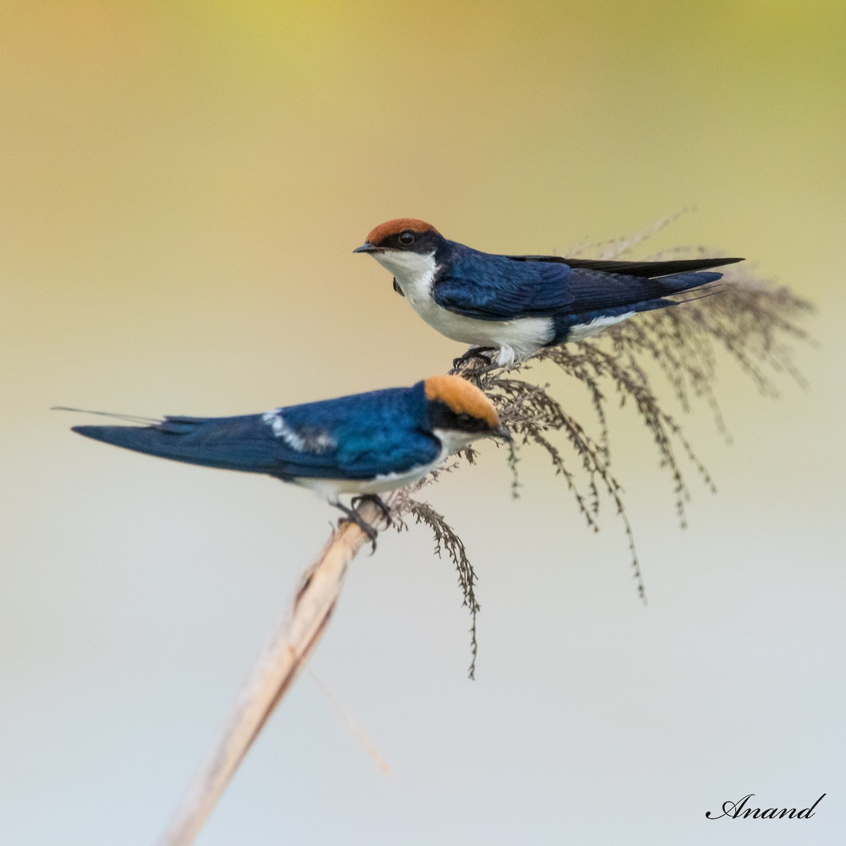 Wire-tailed Swallow - ML620850593