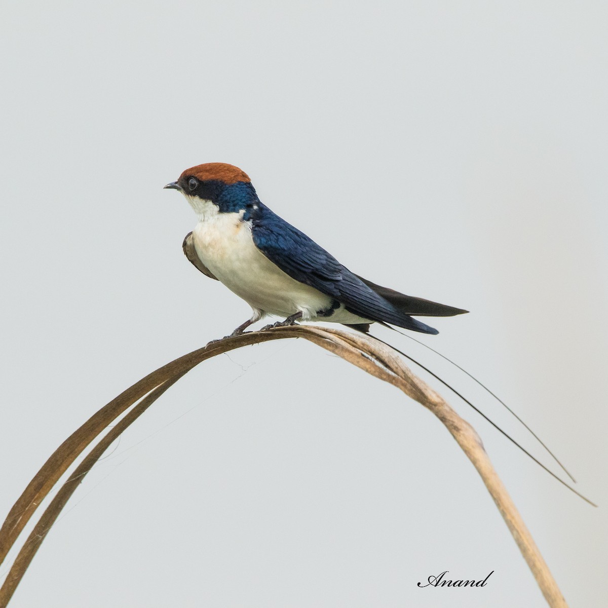 Wire-tailed Swallow - ML620850597