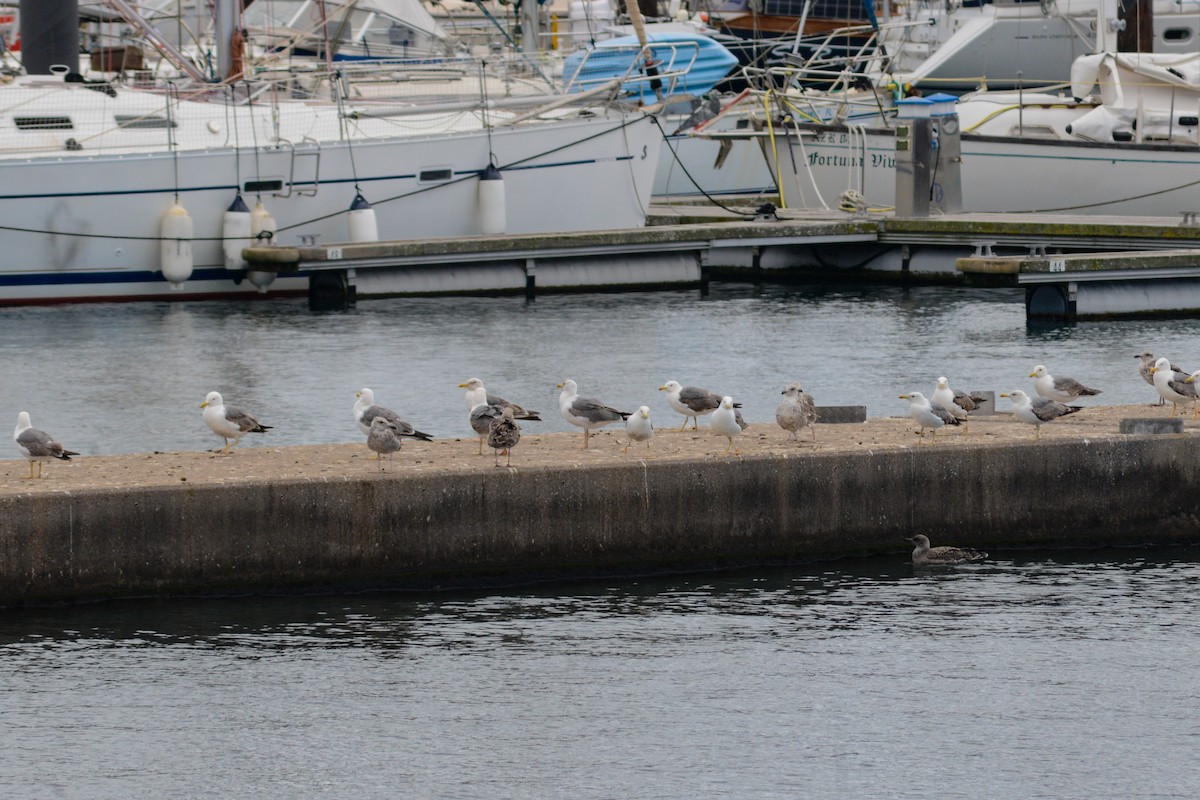 Yellow-legged Gull - ML620850611