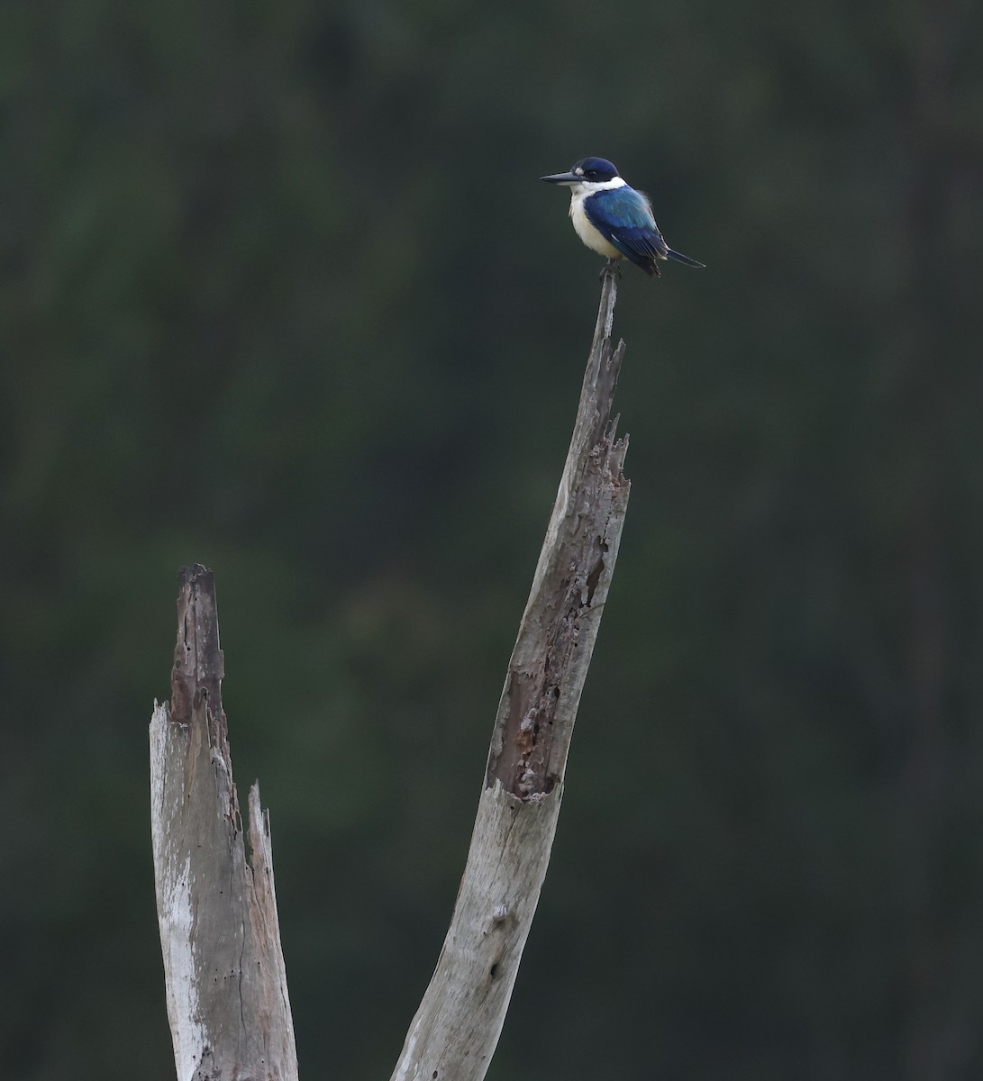 Forest Kingfisher - ML620850630