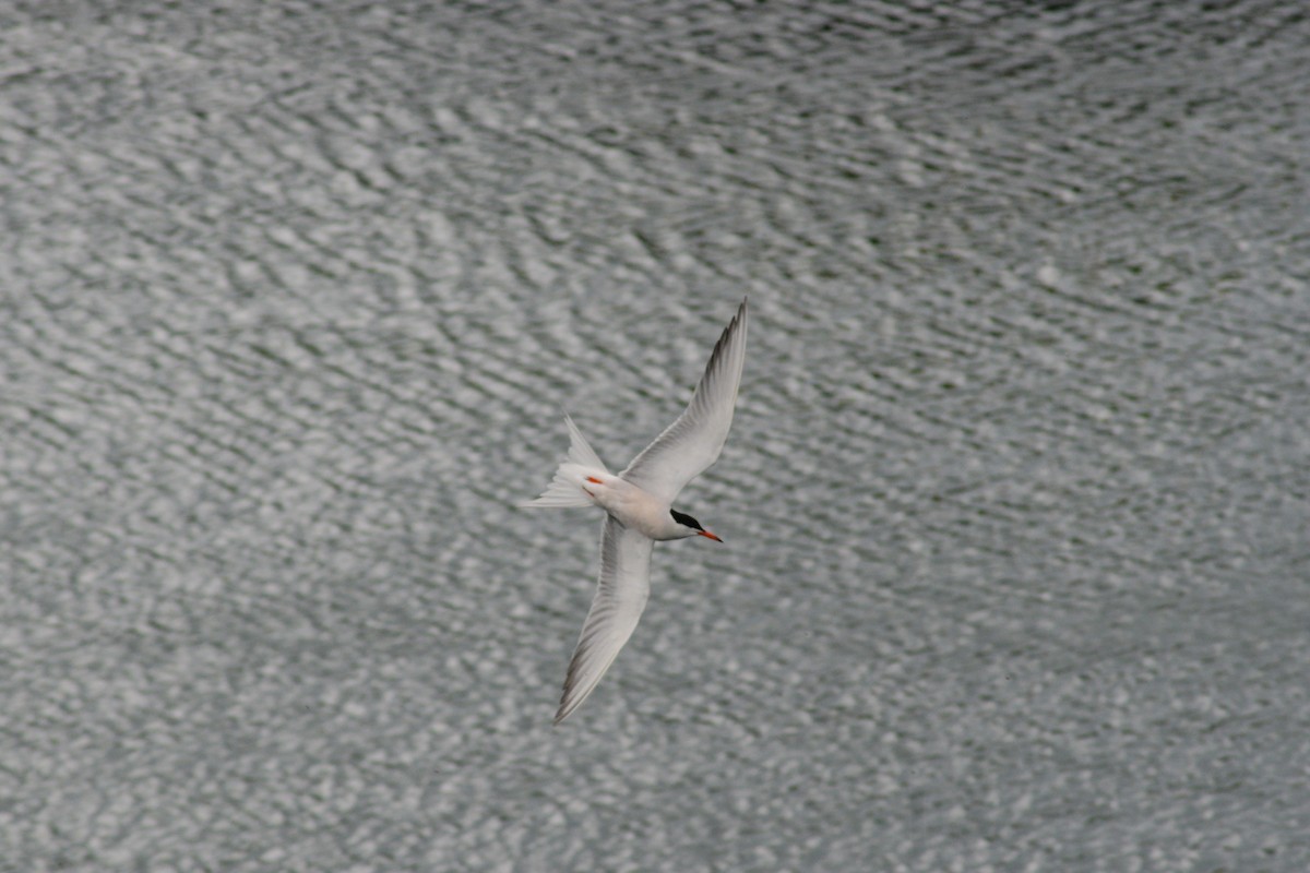 Common Tern - ML620850639