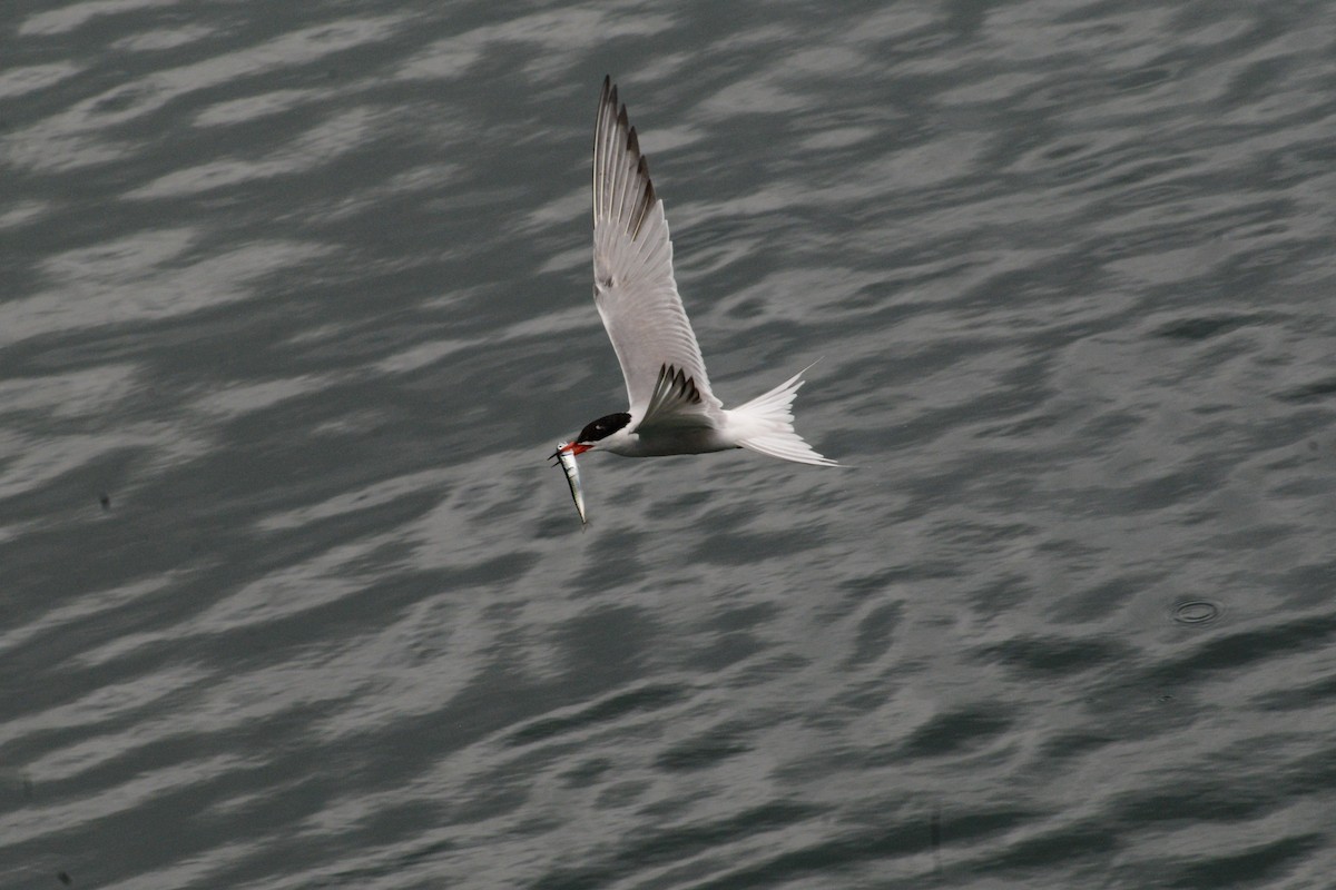 Common Tern - ML620850642