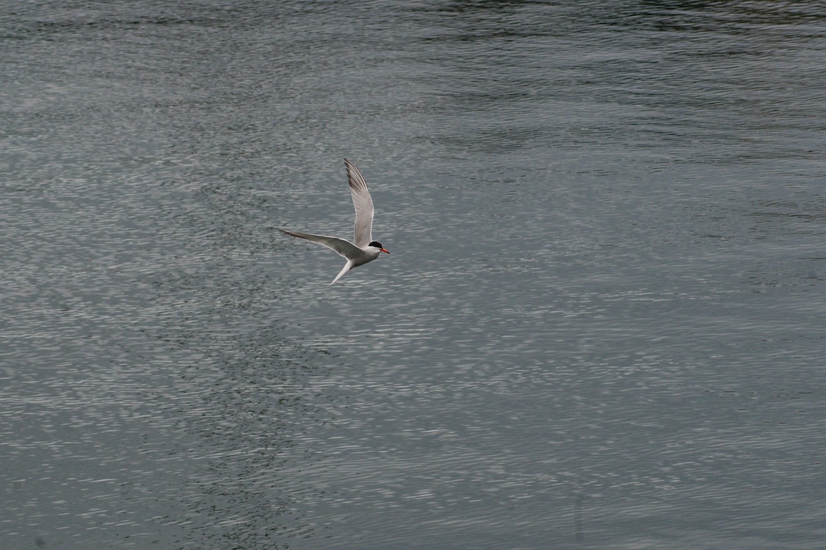 Common Tern - ML620850645