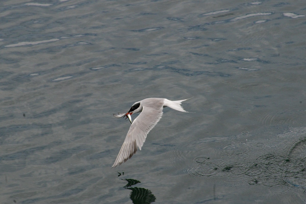 Common Tern - ML620850647
