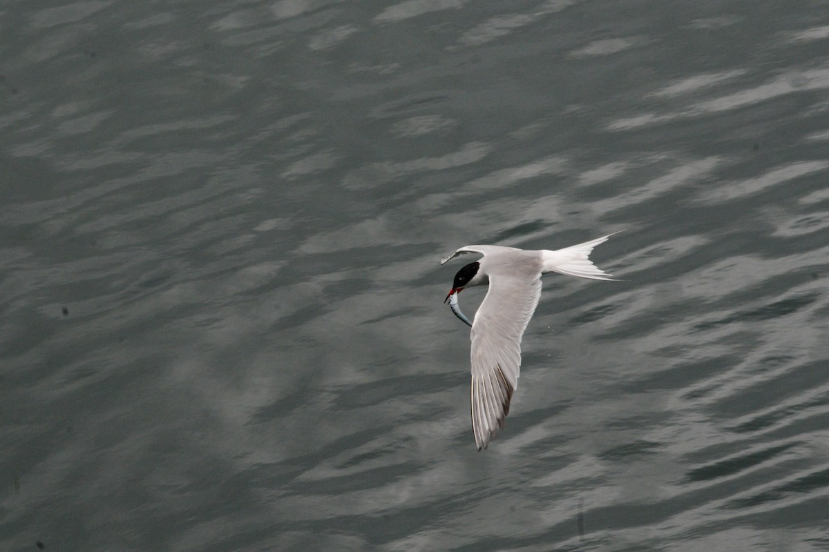Common Tern - ML620850648
