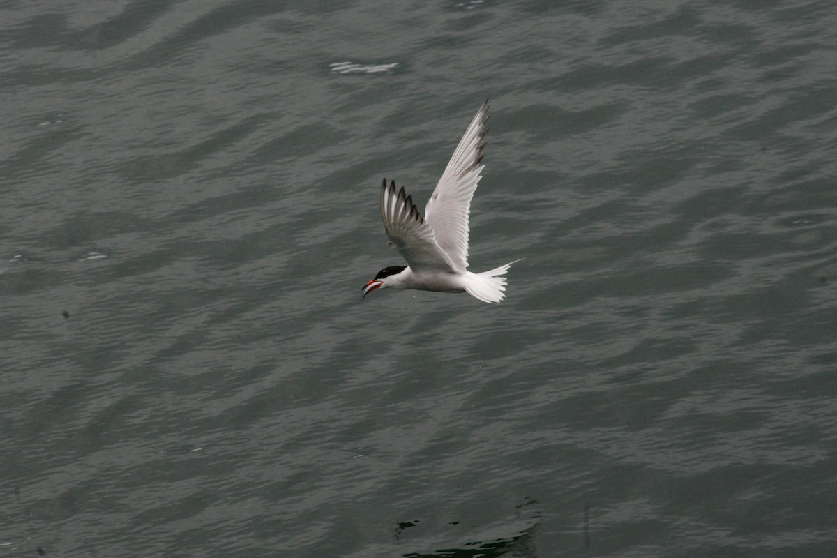 Common Tern - ML620850649