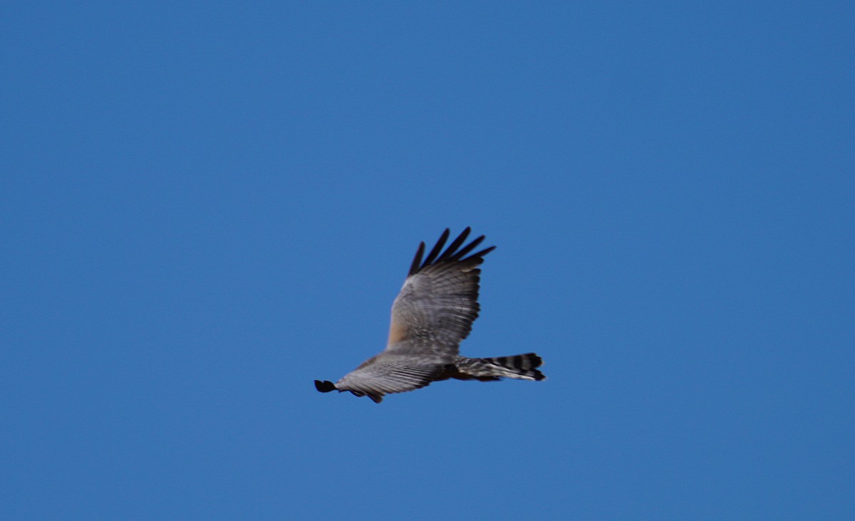 Spotted Harrier - ML620850650