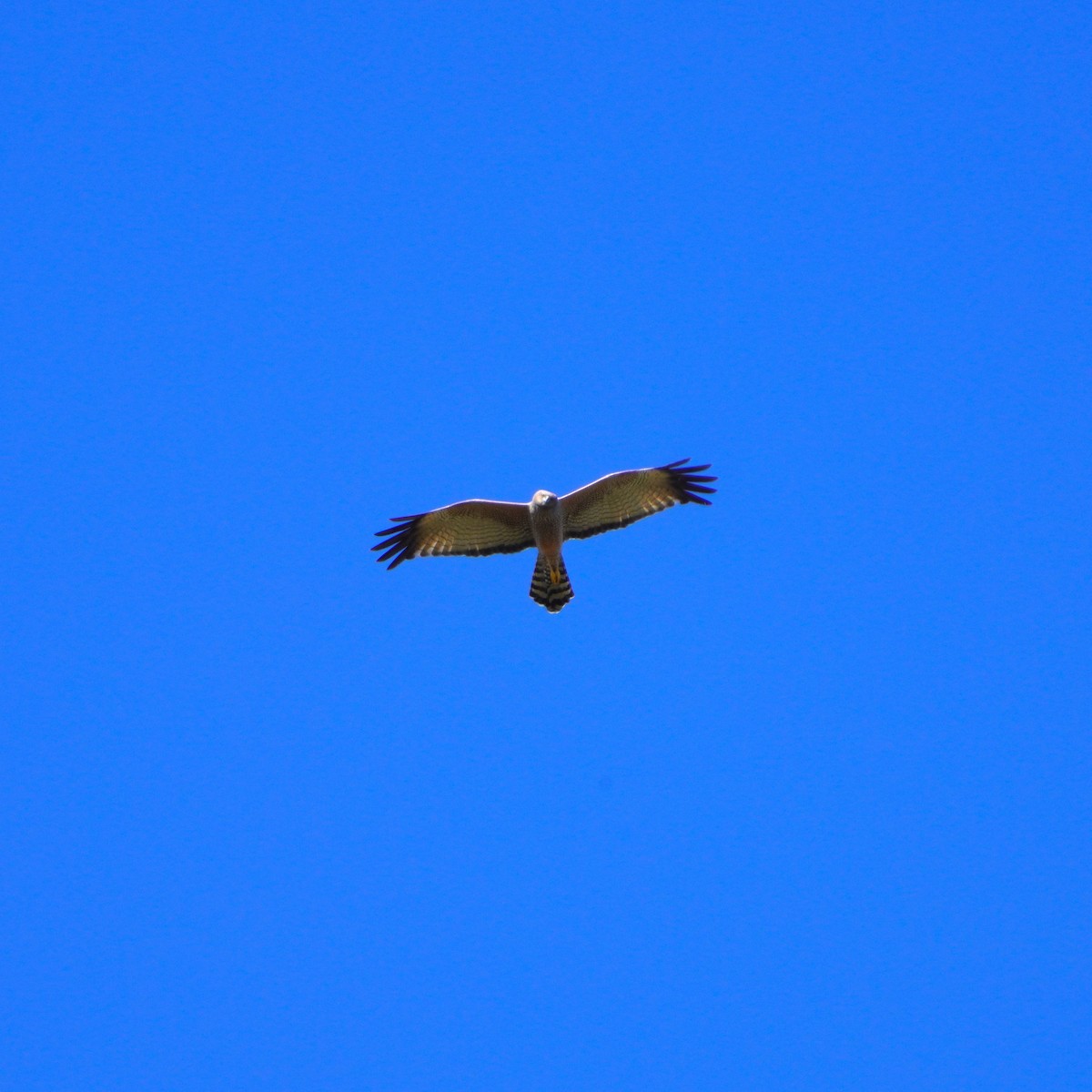 Spotted Harrier - ML620850651