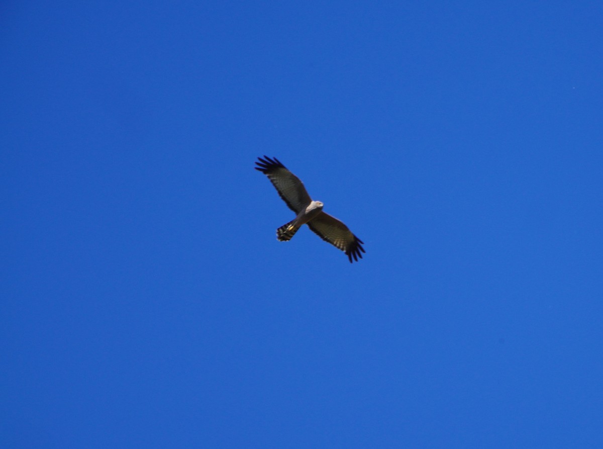 Spotted Harrier - ML620850652
