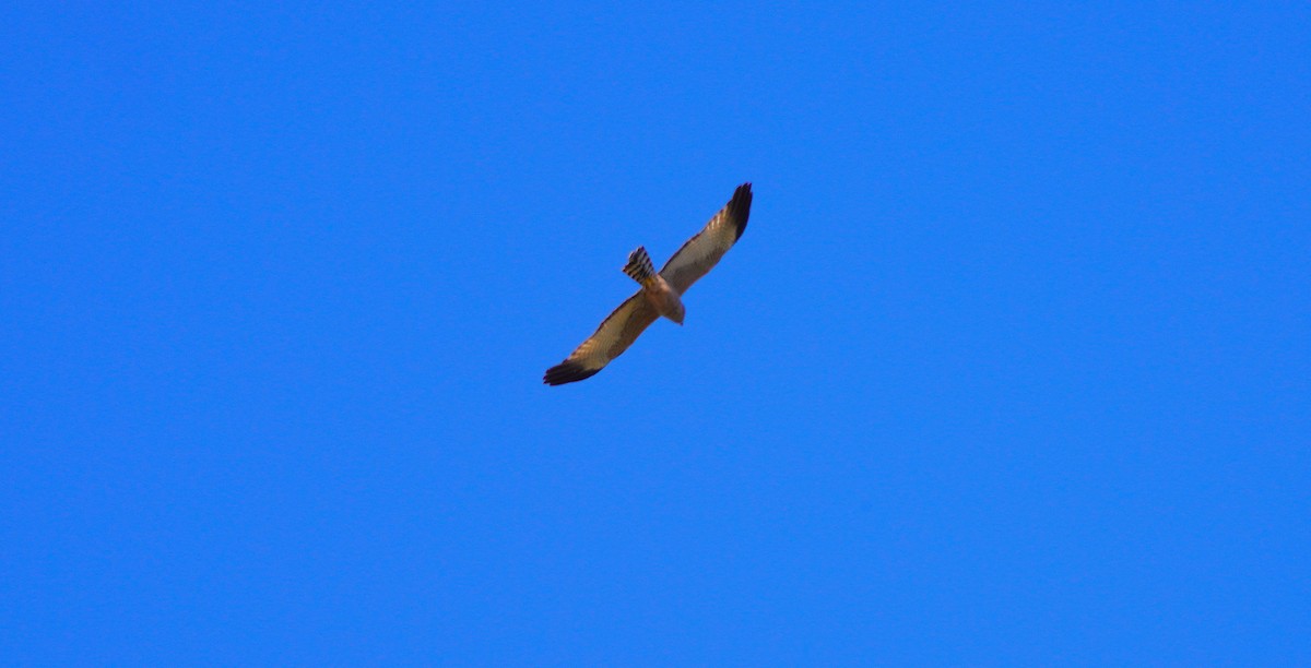 Spotted Harrier - ML620850653