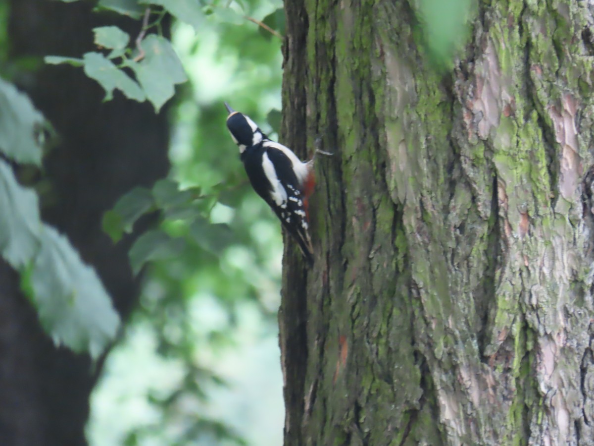 Great Spotted Woodpecker - ML620850675