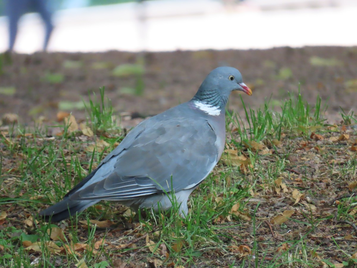 Common Wood-Pigeon - ML620850676