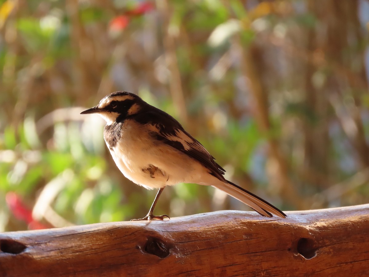 African Pied Wagtail - ML620850679