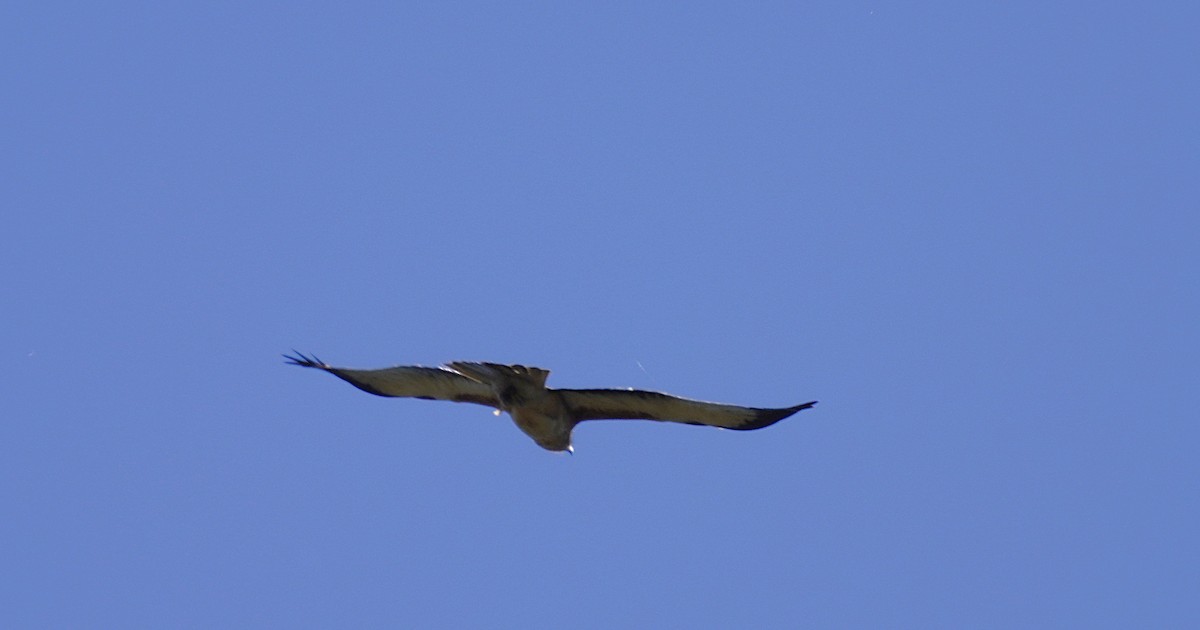 Австралийский орёл-карлик - ML620850685