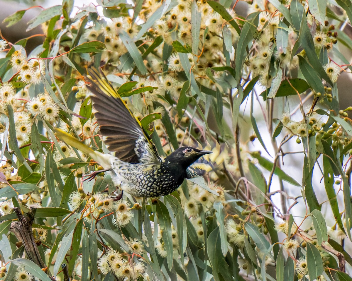 Regent Honeyeater - ML620850702