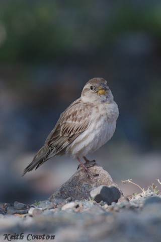 Rock Sparrow - ML620850710