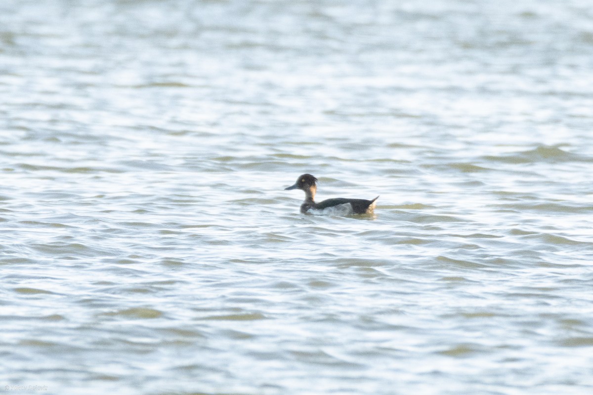 Tufted Duck - ML620850716