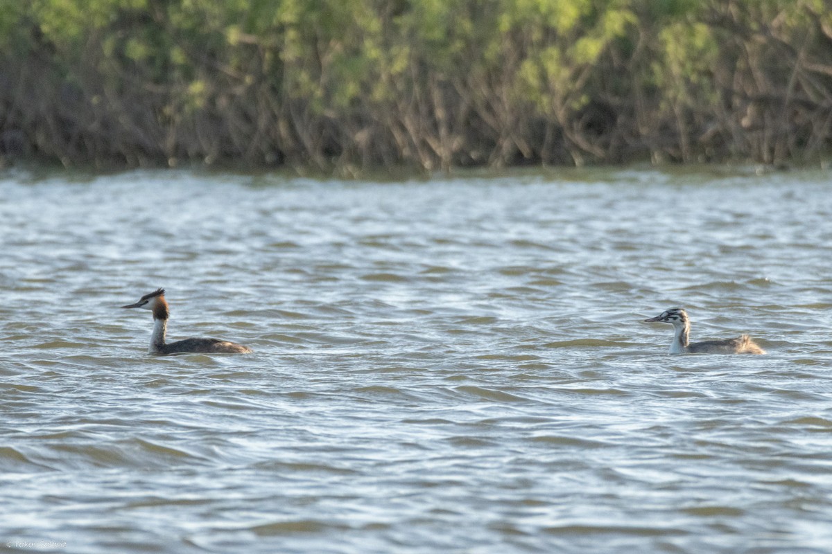 Great Crested Grebe - ML620850723