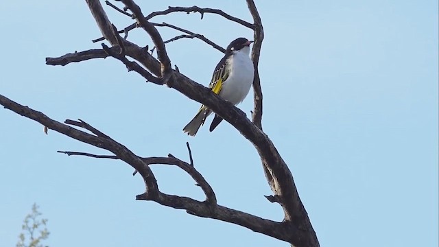 Painted Honeyeater - ML620850739
