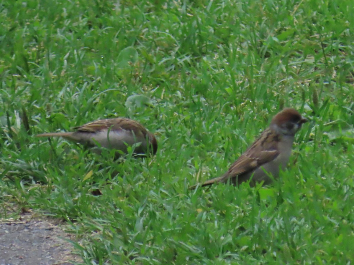 Eurasian Tree Sparrow - ML620850752