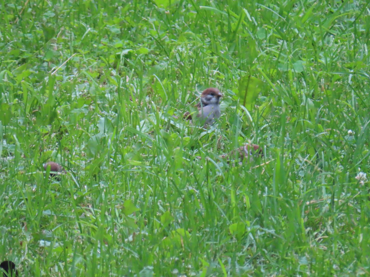 Eurasian Tree Sparrow - ML620850754